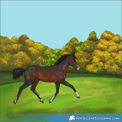 Horse Color:Brown Sabino 