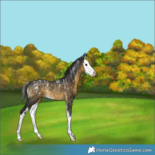 Horse Color:Buckskin Splash Rabicano 