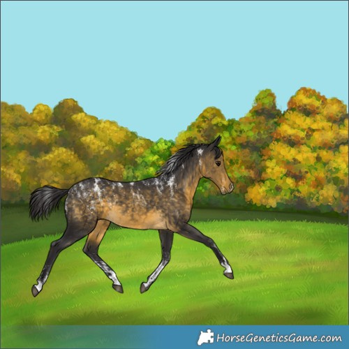 Horse Color:Buckskin Rabicano 