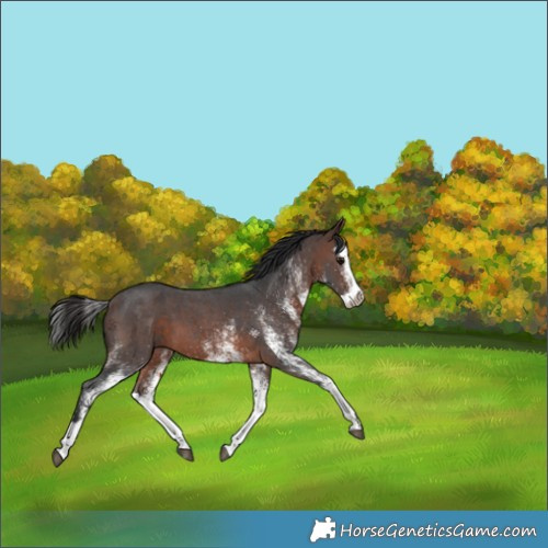 Horse Color:White Spotted Brown Splash 