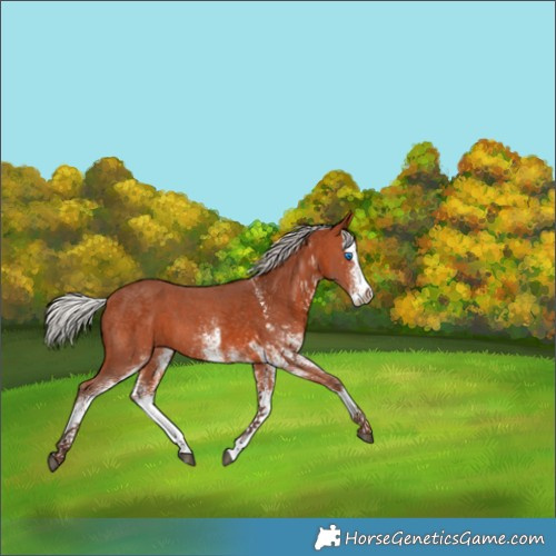 Horse Color:White Spotted Silver Bay Splash 