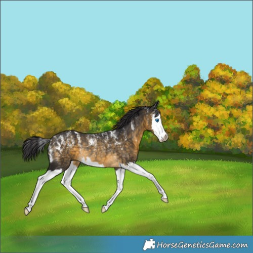 Horse Color:Buckskin Splash Rabicano 