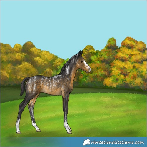 Horse Color:Buckskin Rabicano 