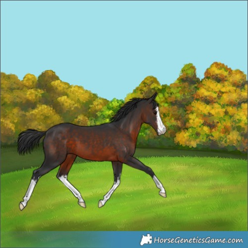 Horse Color:White Spotted Brown 