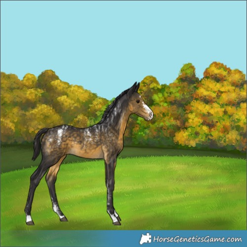 Horse Color:Buckskin Rabicano 