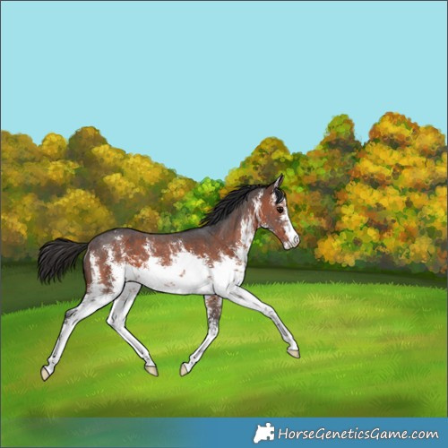 Horse Color:White Spotted Brown Sabino Rabicano 