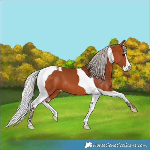 Horse Color:Silver Bay Splash Tobiano 