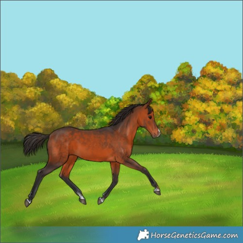 Horse Color:Bay Sabino 