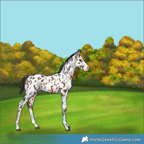 Horse Color:Brown Splash Appaloosa Rabicano 