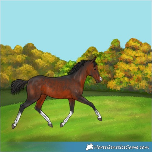 Horse Color:White Spotted Brown Rabicano 