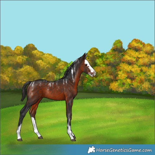 Horse Color:Brown Splash Rabicano 