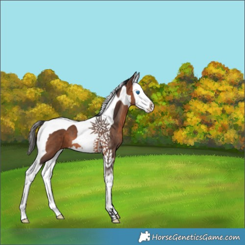 Horse Color:Bay Splash Tobiano 
