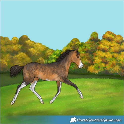 Horse Color:Buckskin Sabino 