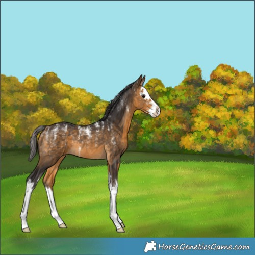 Horse Color:Buckskin Splash Rabicano 