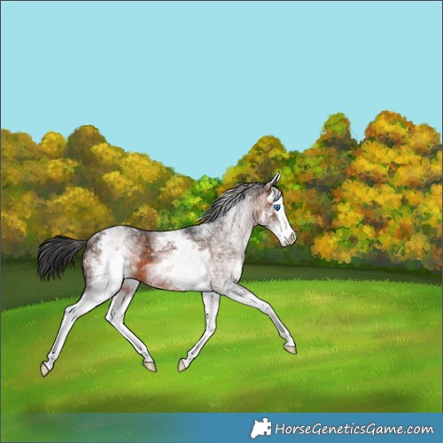 Horse Color:White Spotted Brown Sabino Splash 