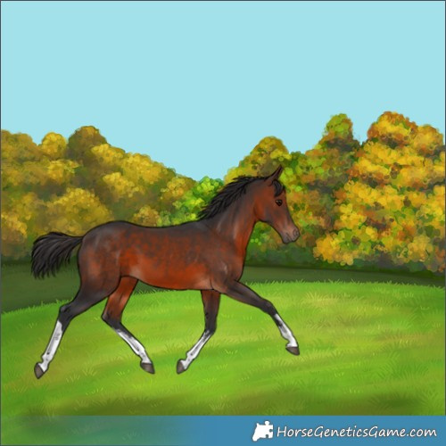 Horse Color:White Spotted Brown 