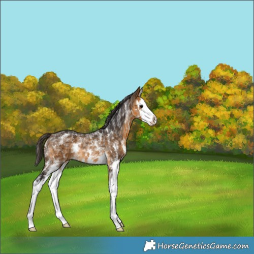 Horse Color:Buckskin Sabino Splash Rabicano 