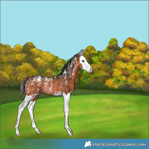 Horse Color:Bay Splash Rabicano 