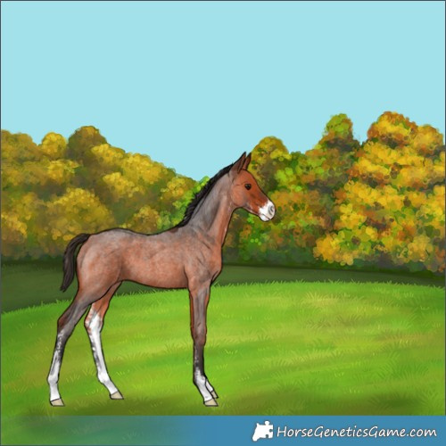 Horse Color:Bay Roan Sabino 