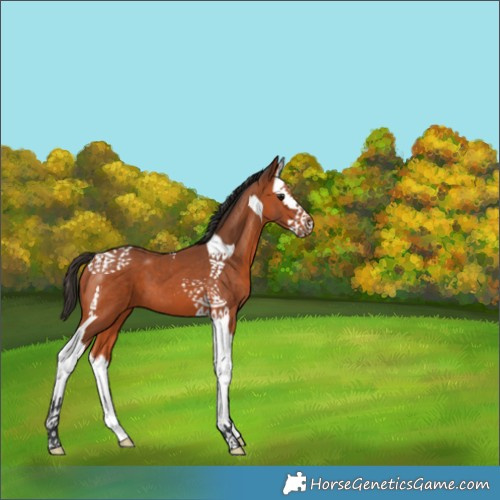 Horse Color:Bay Splash Tobiano 