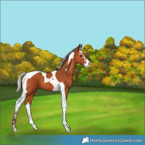 Horse Color:Silver Bay Splash Tobiano 