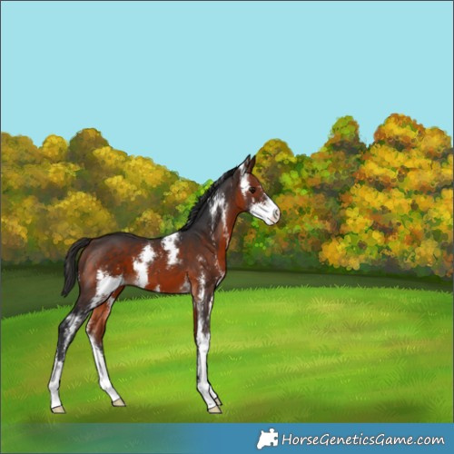 Horse Color:Bay Sabino 