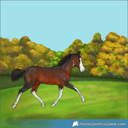 Horse Color:White Spotted Brown 