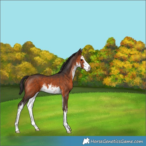 Horse Color:White Spotted Brown 