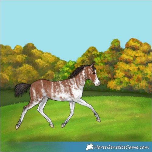Horse Color:White Spotted Bay Rabicano 