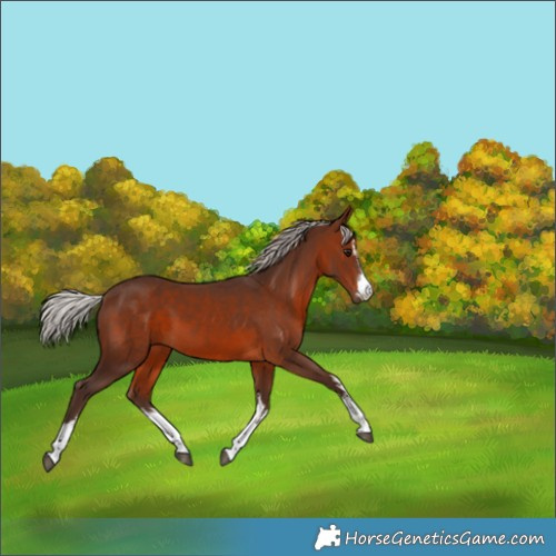Horse Color:White Spotted Silver Brown 