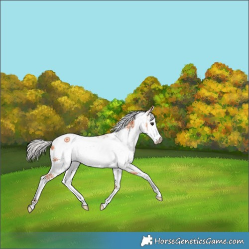 Horse Color:White Spotted Silver Bay Splash 