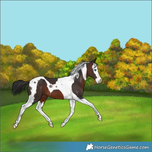 Horse Color:Brown Splash Tobiano 