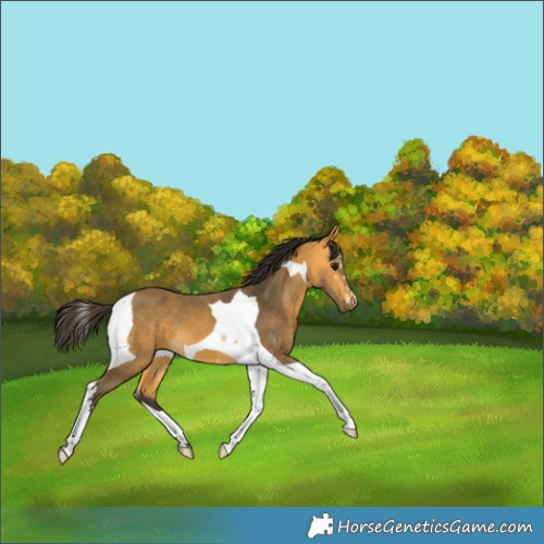 Horse Color:Buckskin Tobiano 