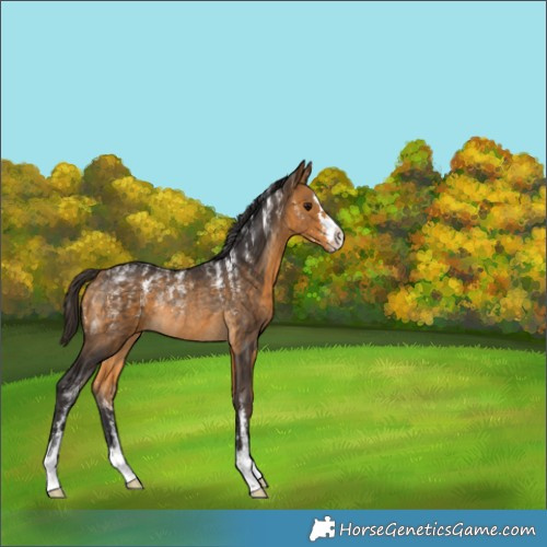 Horse Color:Buckskin Rabicano 