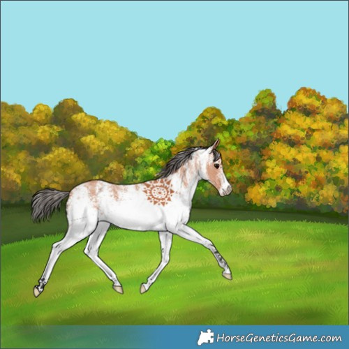Horse Color:White Spotted Bay 