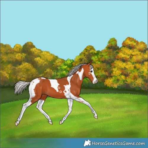 Horse Color:Silver Bay Splash Tobiano 