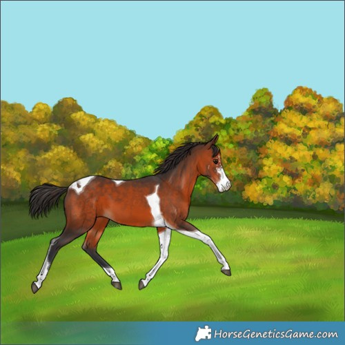 Horse Color:Brown Sabino Tobiano 