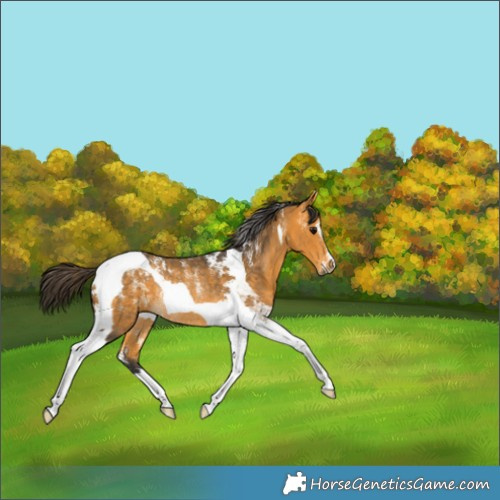 Horse Color:Buckskin Tobiano Rabicano 