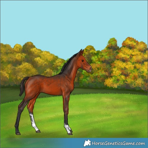 Horse Color:Bay Sabino 