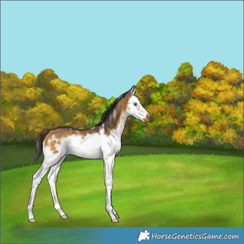 Horse Color:Buckskin Splash Frame Rabicano 