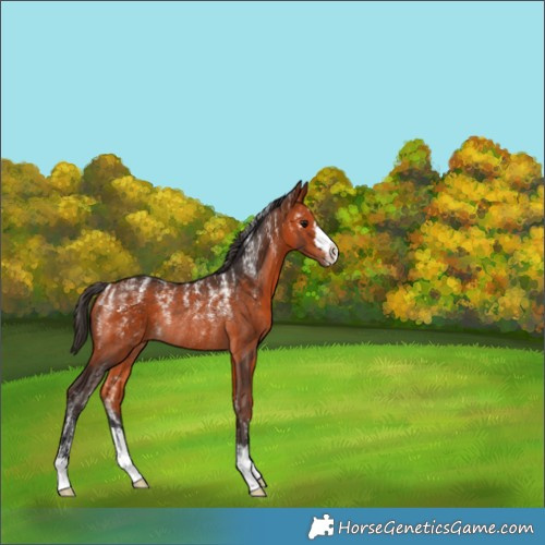 Horse Color:Bay Rabicano 