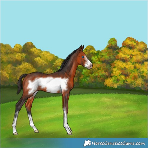 Horse Color:White Spotted Bay Frame 