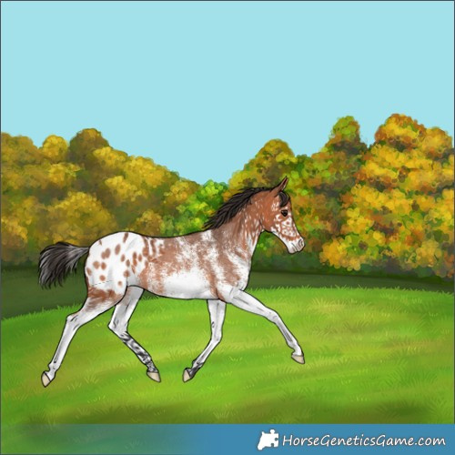 Horse Color:White Spotted Bay Splash Appaloosa 