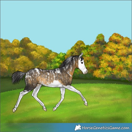 Horse Color:Buckskin Splash Rabicano 