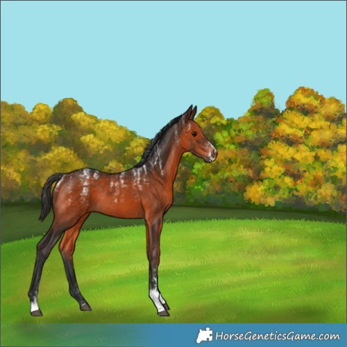 Horse Color:Brown Rabicano 