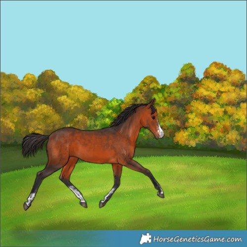 Horse Color:Bay Sabino 