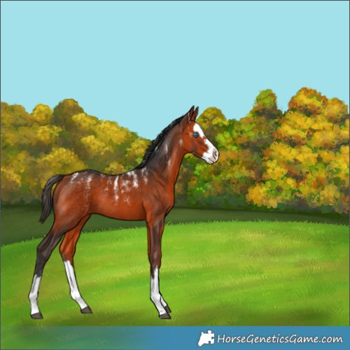 Horse Color:Bay Splash Rabicano 
