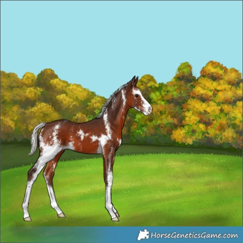 Horse Color:Silver Brown Sabino 