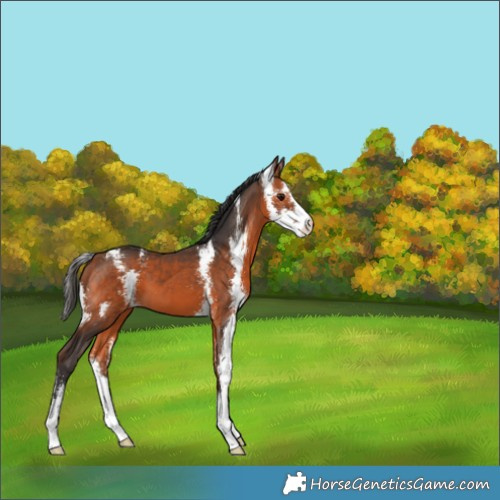 Horse Color:Bay Sabino 
