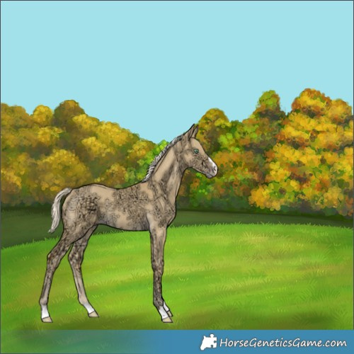 Horse Color:Gold Cream Champagne Ice Dun Rabicano 